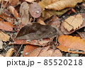 落ち葉に紛れるアケビコノハ 85520218