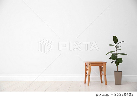 Ficus and stool near white wall, space for text. Home plants 85520405