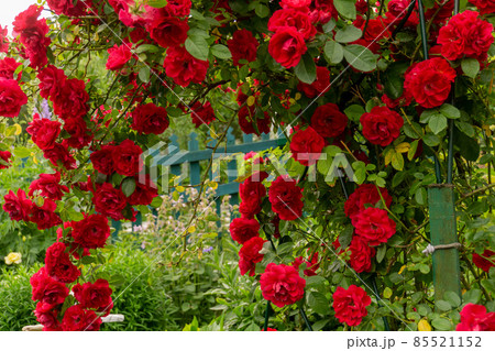 Red climbing rose bush 85521152