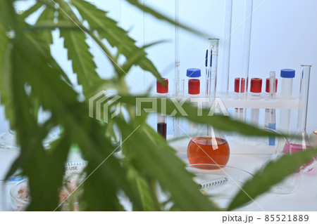 Cannabis Plant and Glassware in a Chemical Labs - Photo Cannabis Plant and Glassware in a Chemical Labs - Photo 85521889