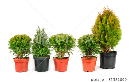 Seedlings cypress and thuja plants isolated on white background. Wide photo. 85521899