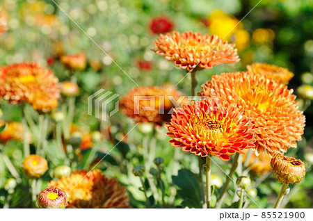 Background of yellow-orange chrysanthemums closeup. Soft focus, the warm rays of the sun. Background of yellow-orange chrysanthemums closeup. Soft focus, the warm rays of the sun. 85521900