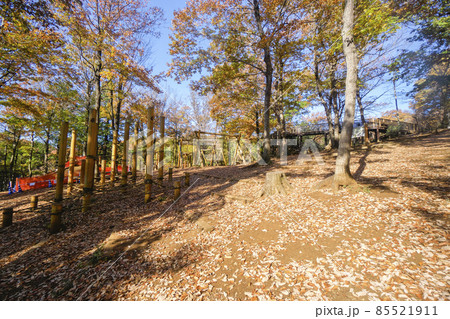 紅葉の狭山丘陵　冒険の森のコナラの林 85521911