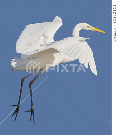Flying Ardea alba, common egret, large egret, great white egret, great white heron Flying Ardea alba, common egret, large egret, great white egret, great white heron 85522111
