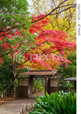 秋の東京　紅葉の六義園 85522463