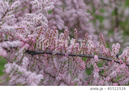 Blooming of green Tamarisk or salt cedar with pink flowers 85522526