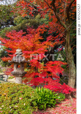 秋の東京 紅葉の六義園 秋の東京 紅葉の六義園 85522527