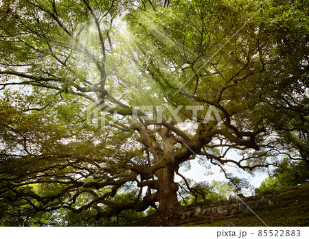 Sun rays through branches of old tree 85522883