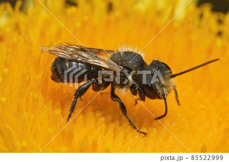 Close up of a worn out male of the Large-headed Resin Bee. Close up of a worn out male of the Large-headed Resin Bee. 85522999