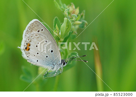 A small Short tailed blue, Everes argiades, hiding in the green grass at Sofia, Bulgaria 85523000