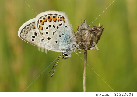 Close up on a silver-studded blue Plebejus argus with closed wings 85523002