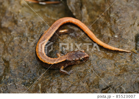 Closeup on an orange form of Plethodon vehiculum , Western redback salamander, climbing on a stone 85523007