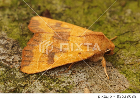 Closeup of the yellow owlet moth Centre-barred Sallow , Atethmia centrago posed on wood 85523038