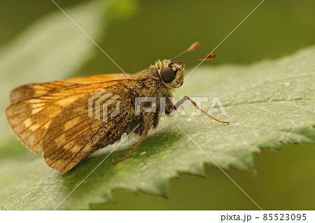 Lateral closeup of the large skipper , Ochlodes sylvanus sitting on a green leaf 85523095