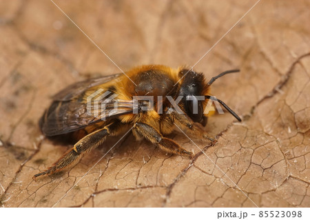 Closeup on a female Willughby's Leafcutter Bee, Megachile willughbiella 85523098
