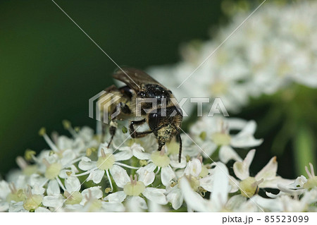 Closeup of a female of the rare Perking's mining bee, Andrena rosae collecting pollen 85523099