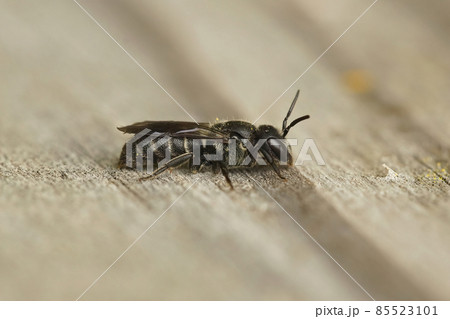 Closeup of a dark cleptoparasite cuckoo bee, Stelis breviuscula on a piece of wood Closeup of a dark cleptoparasite cuckoo bee, Stelis breviuscula on a piece of wood 85523101