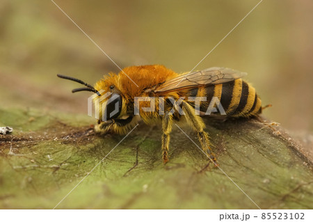 Closeup on a female of the bare-saddled colletes similis bee Closeup on a female of the bare-saddled colletes similis bee 85523102