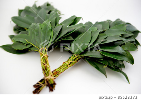 神棚にお祀りするさかき 神棚にお祀りするさかき 85523373