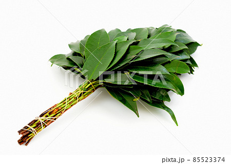 神棚にお祀りするさかき 神棚にお祀りするさかき 85523374