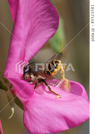 A female of the banded mud bee, Megachile ericetorum sipping nectar, while simultaneously collecting pollen from seat pee , Lathyrus odoratus A female of the banded mud bee, Megachile ericetorum sipping nectar, while simultaneously collecting pollen from seat pee , Lathyrus odoratus 85523581