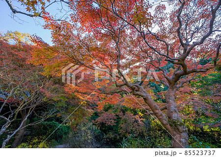 不退寺 不退寺 85523737