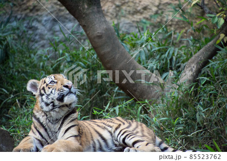 子とら 子とら 85523762