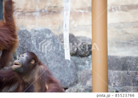 オランウータンの子供 85523766