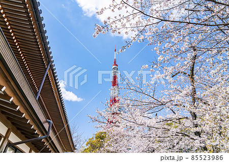 【東京都】増上寺の境内から見える東京タワーと満開の桜 【東京都】増上寺の境内から見える東京タワーと満開の桜 85523986