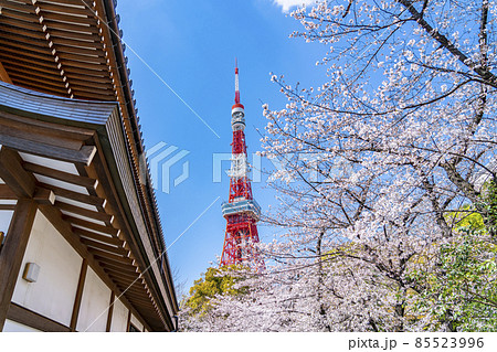 【東京都】増上寺の境内から見える東京タワーと満開の桜 85523996
