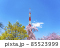 【東京都】春の青空にそびえる東京タワーと桜 85523999