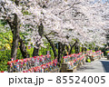 【東京都】増上寺の千躰子育地蔵尊と開花した桜 85524005