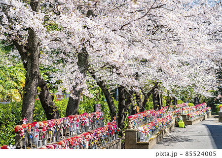 【東京都】増上寺の千躰子育地蔵尊と開花した桜 85524005