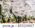【東京都】増上寺の千躰子育地蔵尊と開花した桜 85524007