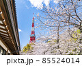 【東京都】増上寺の境内から見える東京タワーと満開の桜 85524014