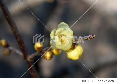 ロウバイの花 ロウバイの花 85524020