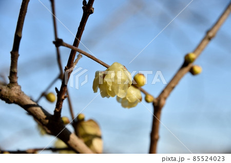 ロウバイの花 85524023