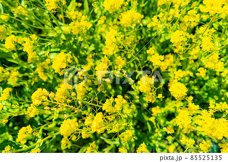 春の信州　菜の花畑と青空【長野県】 85525135