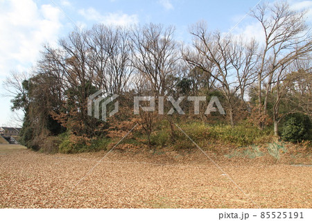 大阪高槻の今城塚古墳の冬風景 大阪高槻の今城塚古墳の冬風景 85525191