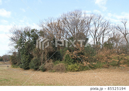 大阪高槻の今城塚古墳の冬風景 85525194