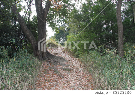 大阪高槻の今城塚古墳の冬風景 85525230