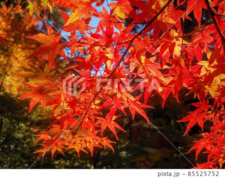 日本の和の風景、もみじ、紅葉 日本の和の風景、もみじ、紅葉 85525752