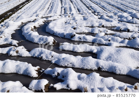 雪が積もった水田 山形県 85525770