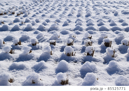 雪が積もった水田 山形県 雪が積もった水田 山形県 85525771