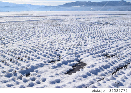 雪が積もった水田 山形県 雪が積もった水田 山形県 85525772