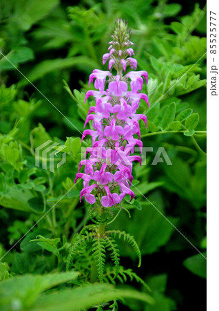 礼文島の花 キタヨツバシオガマ 礼文島の花 キタヨツバシオガマ 85525777