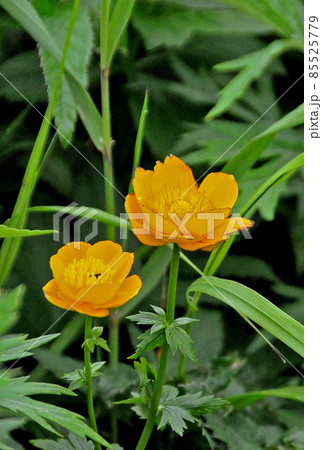 礼文島の花　レブンキンバイソウ 85525779