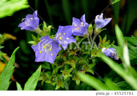 礼文島の花　レブンハナシノブ 85525781