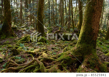 貞観大噴火でできた広大な富士青木ヶ原樹海・神秘的な森の中 貞観大噴火でできた広大な富士青木ヶ原樹海・神秘的な森の中 85525941