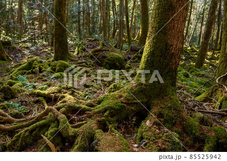 貞観大噴火でできた広大な富士青木ヶ原樹海・神秘的な森の中 貞観大噴火でできた広大な富士青木ヶ原樹海・神秘的な森の中 85525942